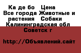 Ка де бо › Цена ­ 25 - Все города Животные и растения » Собаки   . Калининградская обл.,Советск г.